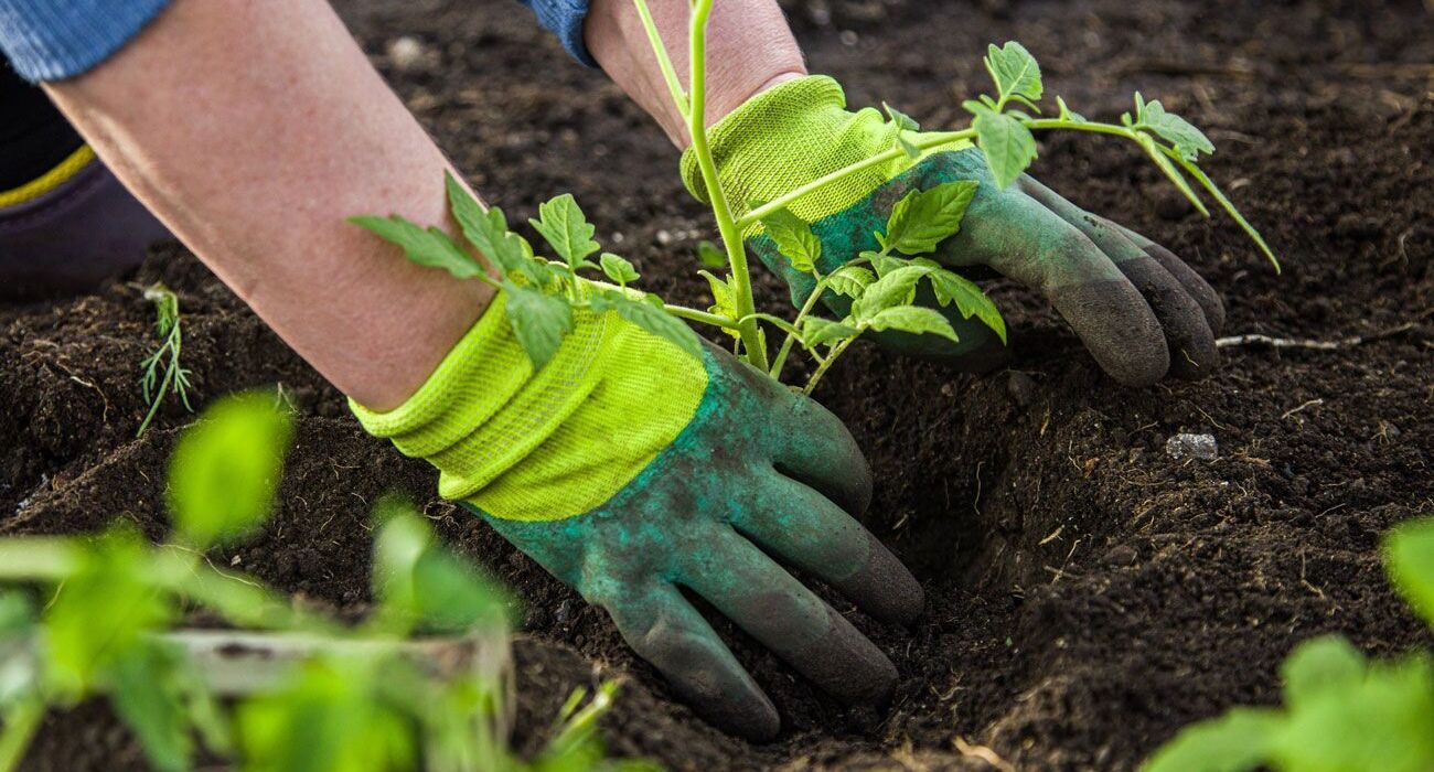 Gärtner pflanzt eine neue Pflanze